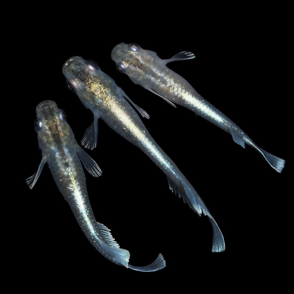 �ʤ�����˥ޥꥢ�����奭�å��󥰥磻�ɥե��󥨥���ɥ����ס�3ɤ��