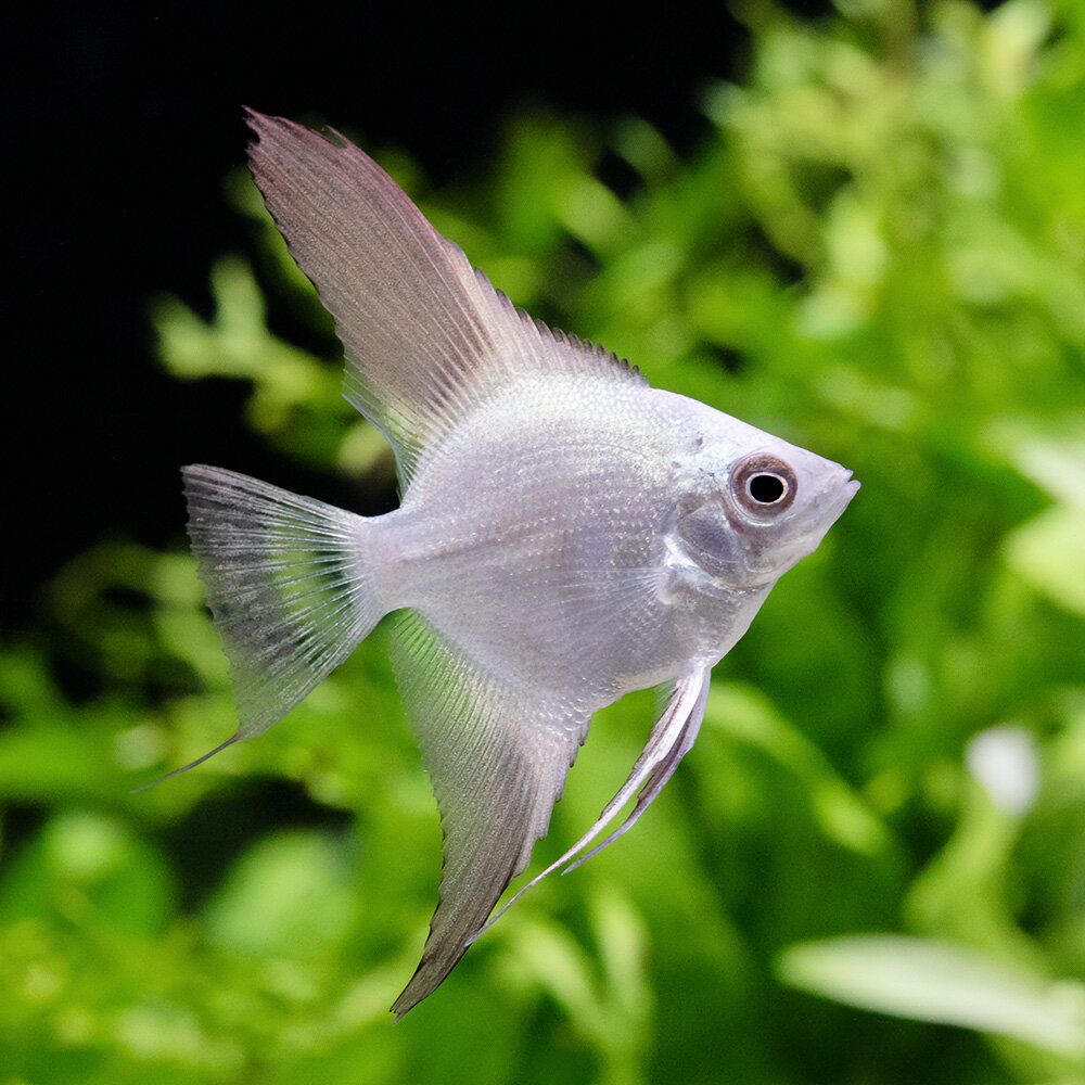 エンゼルフィッシュ900セット