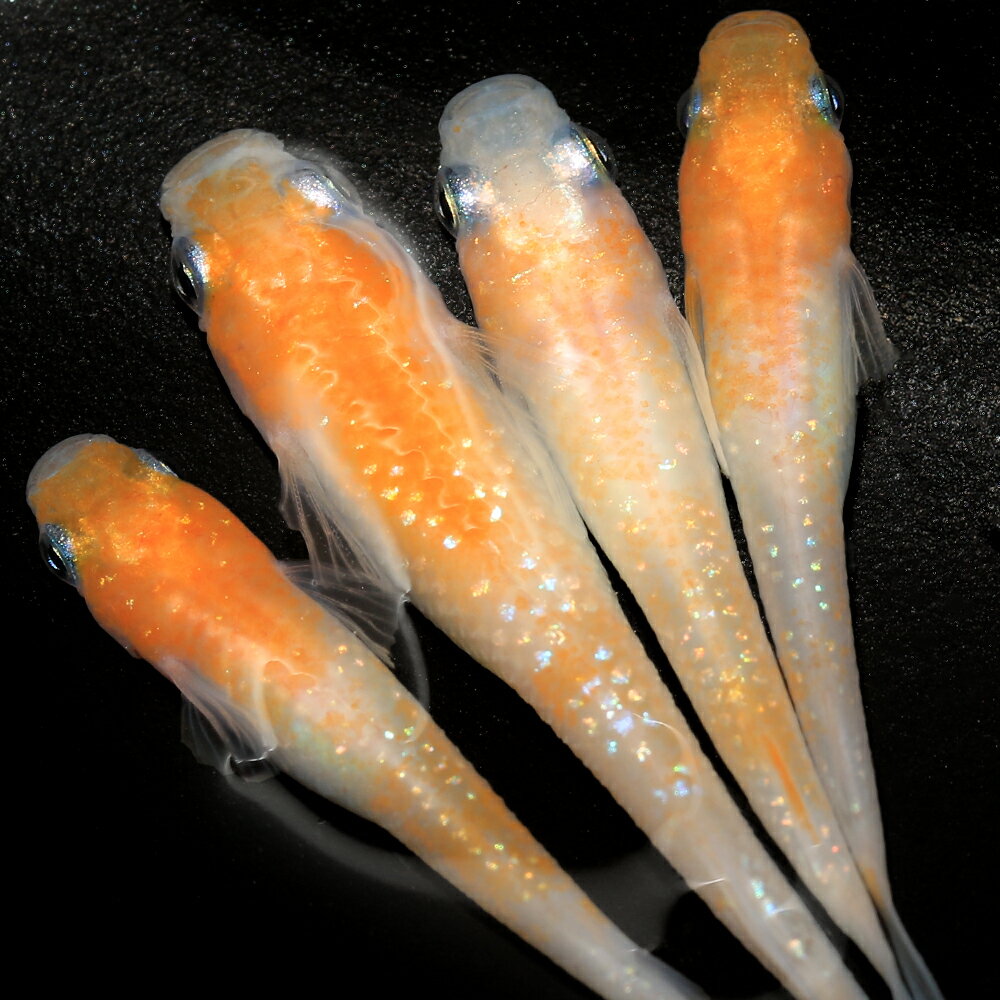 （めだか）桜小町メダカ（3匹）