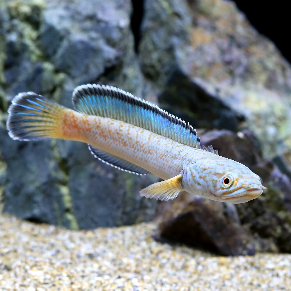 （熱帯魚）チャンナ　アリストネイ（1匹）　北海道・九州航空便要保温
