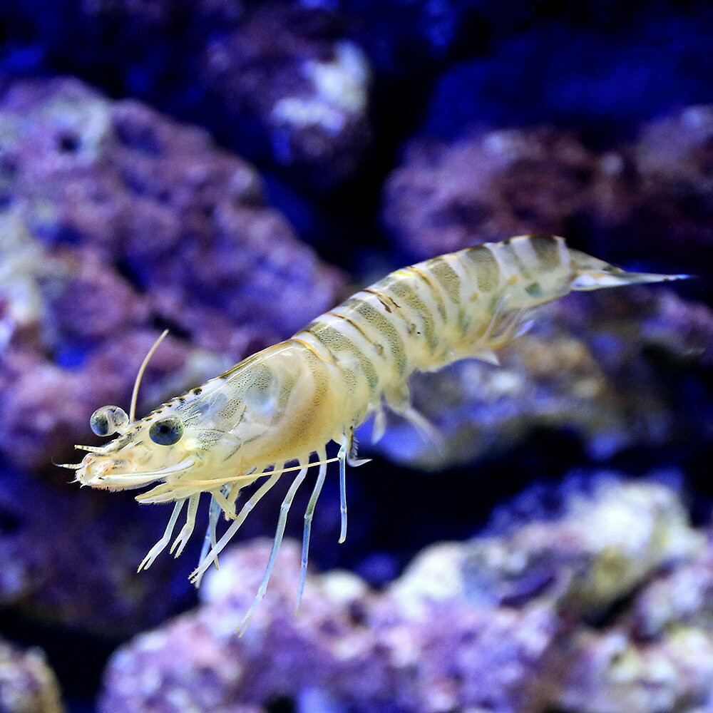 （生餌）死着保証なし　エビ　生餌　サイマキエビ　クルマエビ（30匹）　活餌　北海道・九州航空便要保温