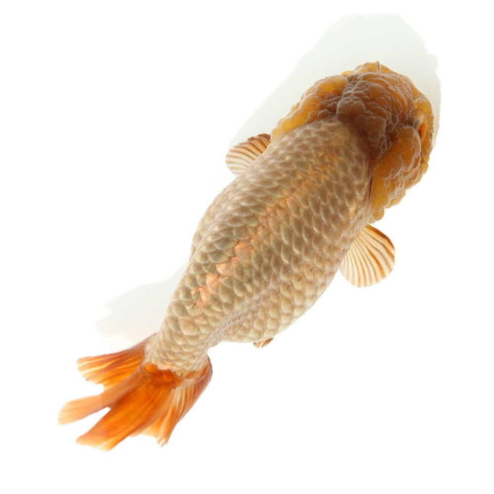 楽天市場】金魚 瑪瑙の通販