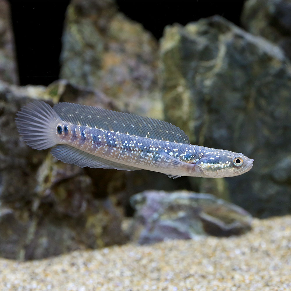 （熱帯魚）一点物　コウタイ　藍天目（Blue　tenmoku）（1匹）　北海道・九州航空便要保温