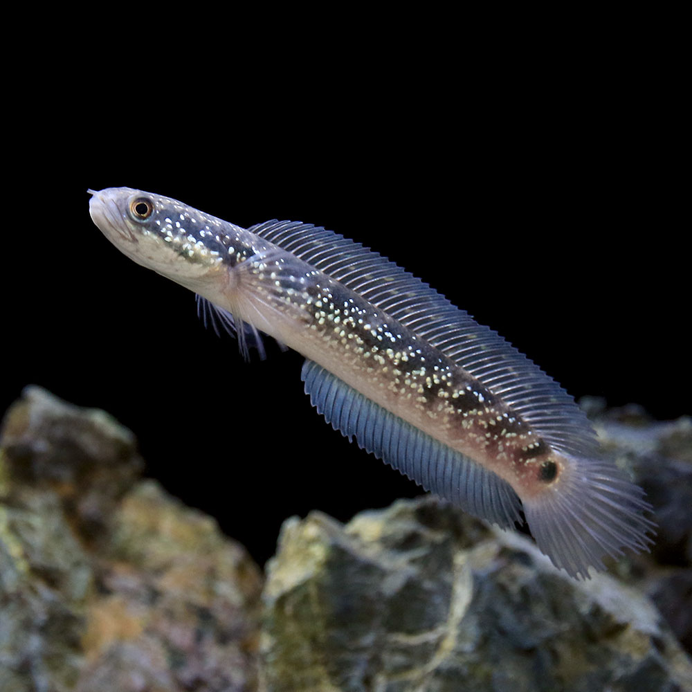 （熱帯魚）一点物　コウタイ　藍天目（Blue　tenmoku）（1匹）　北海道・九州航空便要保温