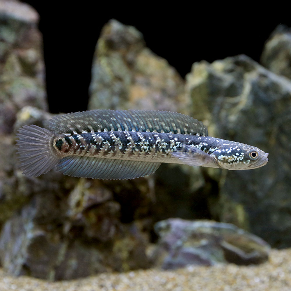 （熱帯魚）一点物　コウタイ　藍天目（Blue　tenmoku）（1匹）　北海道・九州航空便要保温