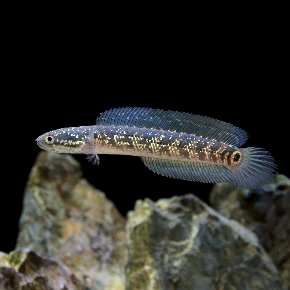 （熱帯魚）一点物　コウタイ　藍天目（Blue　tenmoku）（1匹）　北海道・九州航空便要保温