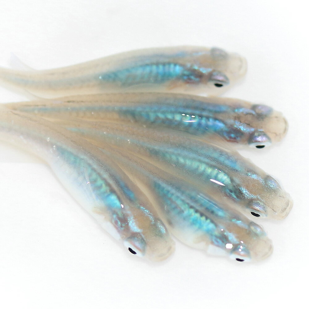 �ʤ�����˿���������������ܵ���֥꡼�ɡ�10ɤ��