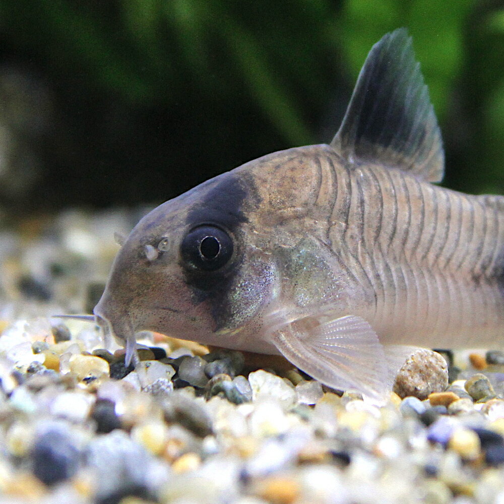 ��Ǯ�ӵ��˥���ɥ饹���ѥ����2ɤ�ˡ��̳�ƻ���彣�Ҷ������ݲ�