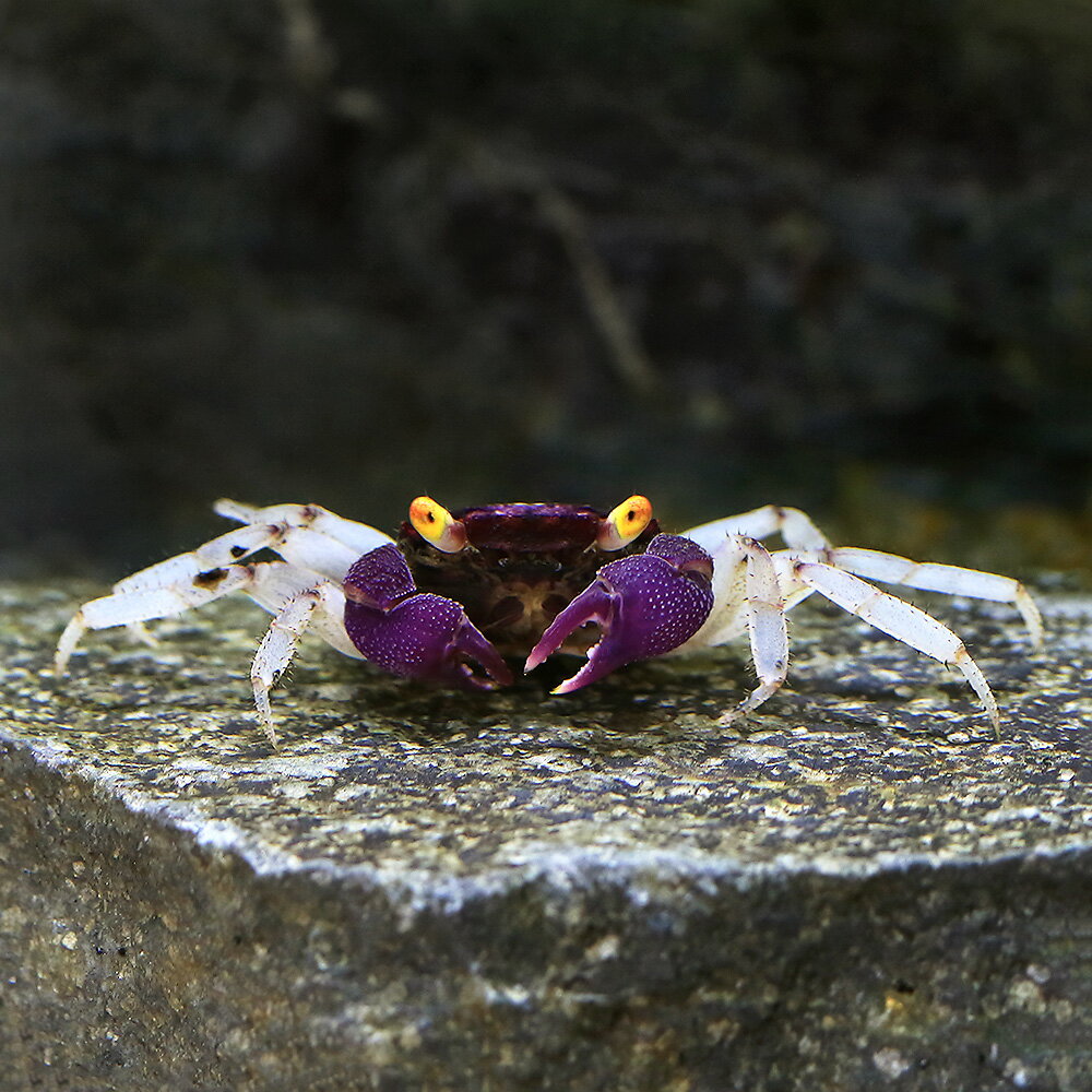 （エビ・カニ）（B品）オーキッドバンパイア・クラブ（1匹）　北海道・九州航空便要保温