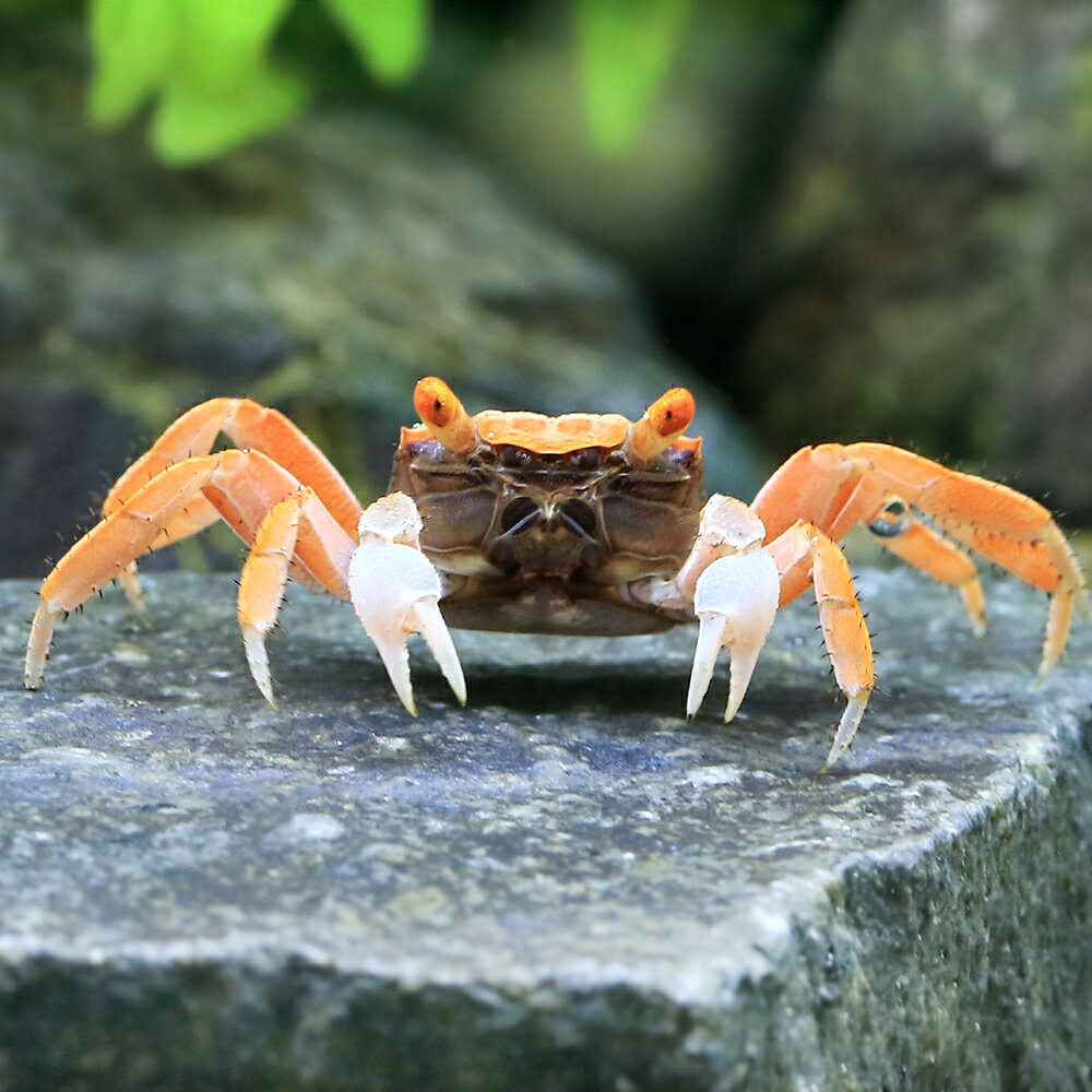 （エビ・カニ）レッドデビル・クラブ　フルカラー（1匹）　北海道・九州航空便要保温