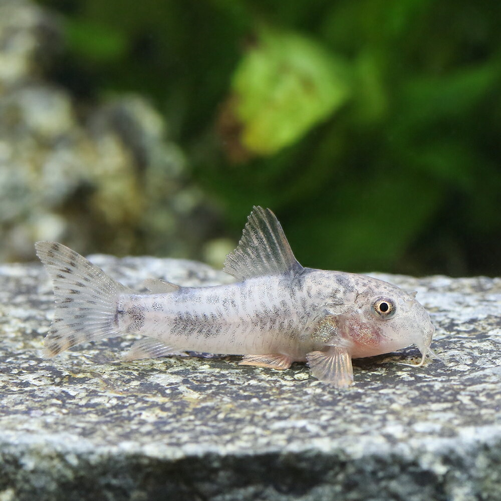 （熱帯魚）コリドラス・カルラエ（ブリード）（1匹）　北海道・九州航空便要保温のサムネイル