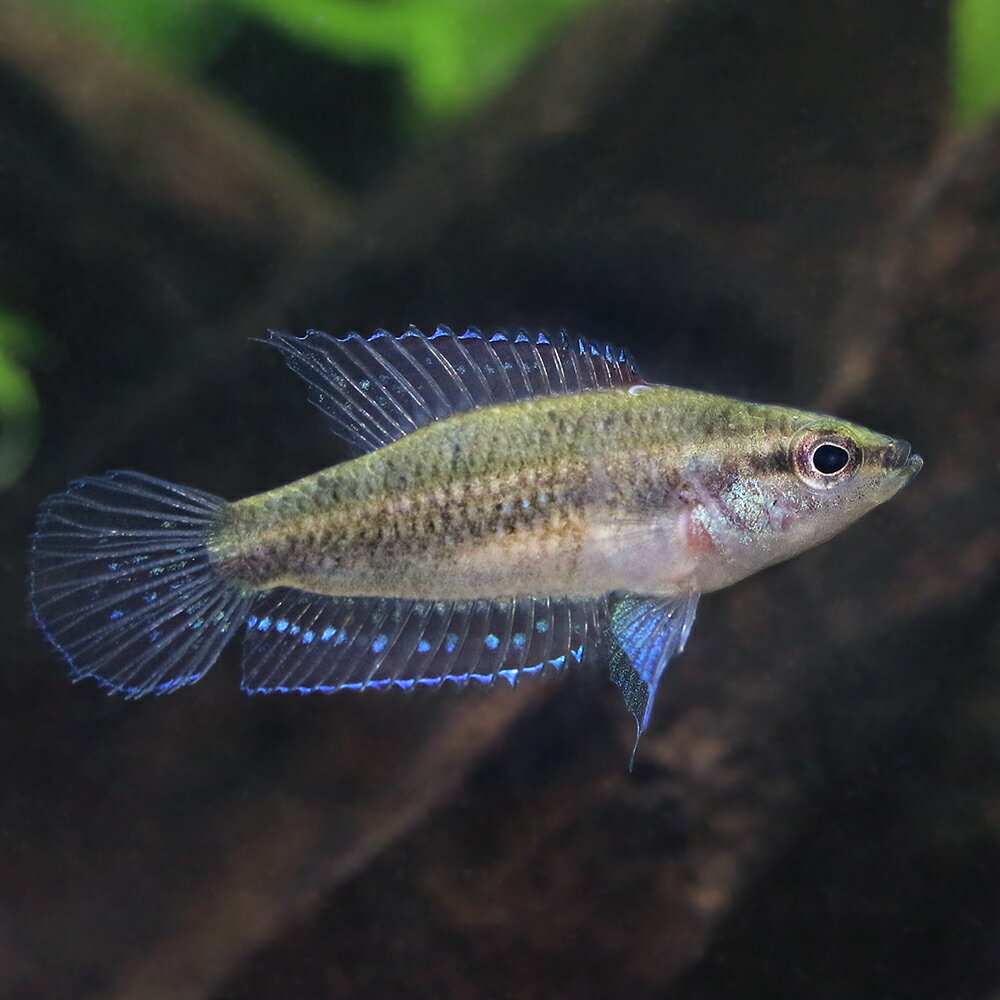 （熱帯魚）リコリス・パフエンシス（1匹）　北海道・九州航空便要保温