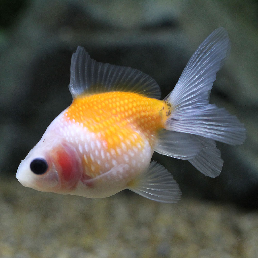 □（金魚）一点物　ピンポンパール　ロングフィン（タイ産）約6cm（1匹）　北海道・九州航空便要保温のサムネイル