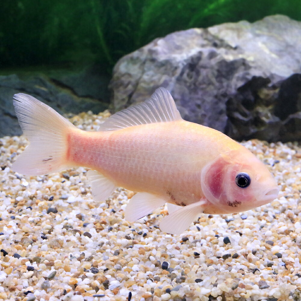 （淡水魚）一点物　透明鱗ヒブナ　17cm±（1匹）