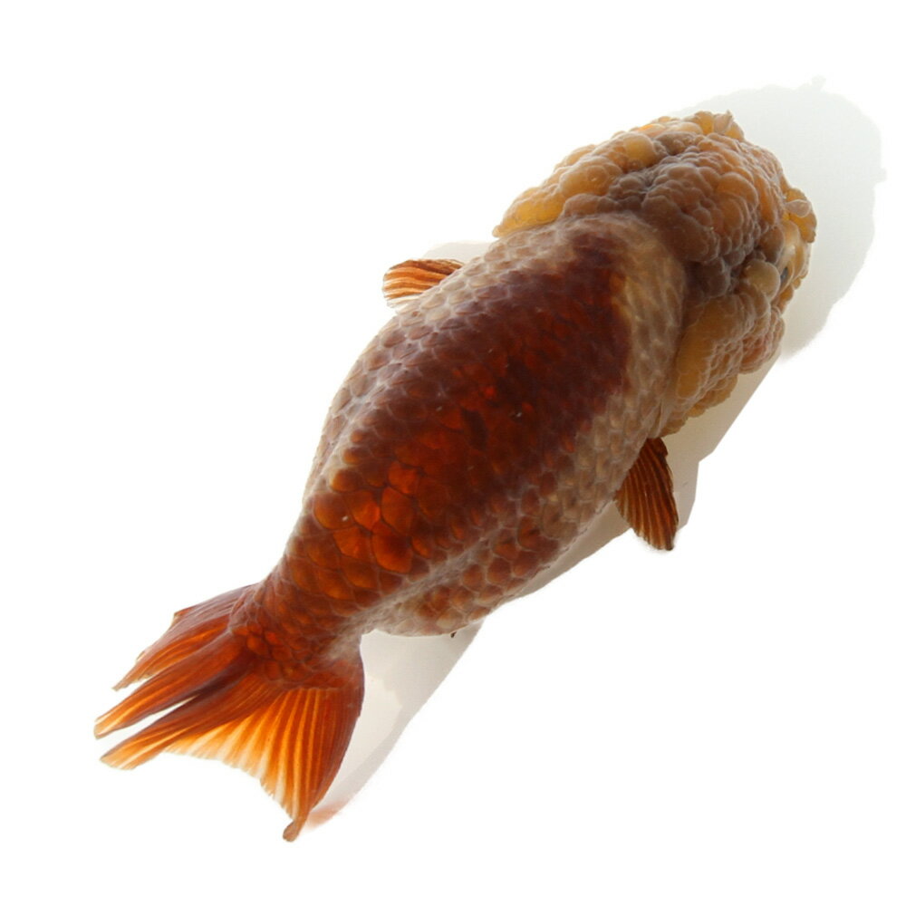 （金魚）一点物　瑪瑙らんちゅう（中国産）9cm±（1匹）