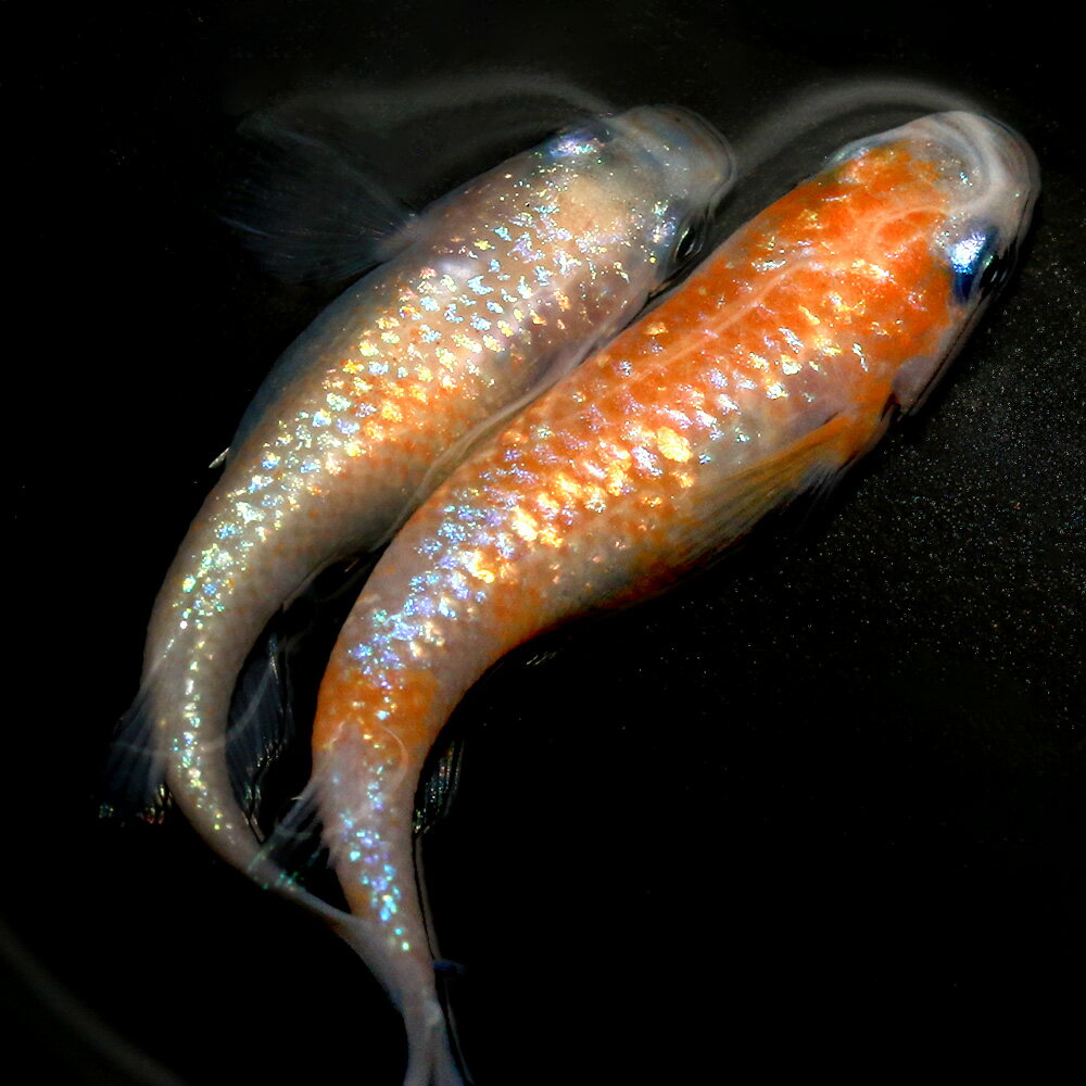 メダカ 王華 白斑 オーロラ 秋桜