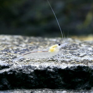 (エビ)ヤマトヌマエビ スノーホワイト(5匹) 北海道・九州航空便要保温