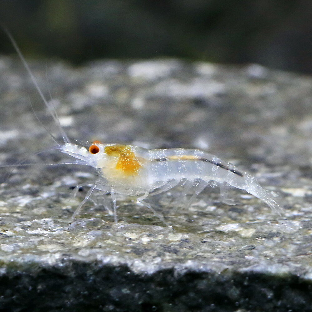 （エビ）アルビノインドゼブラシュリンプ（2匹）　北海道・九州航空便要保温