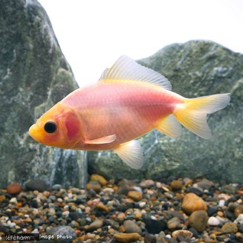 （国産金魚）ミルク和金（1匹）