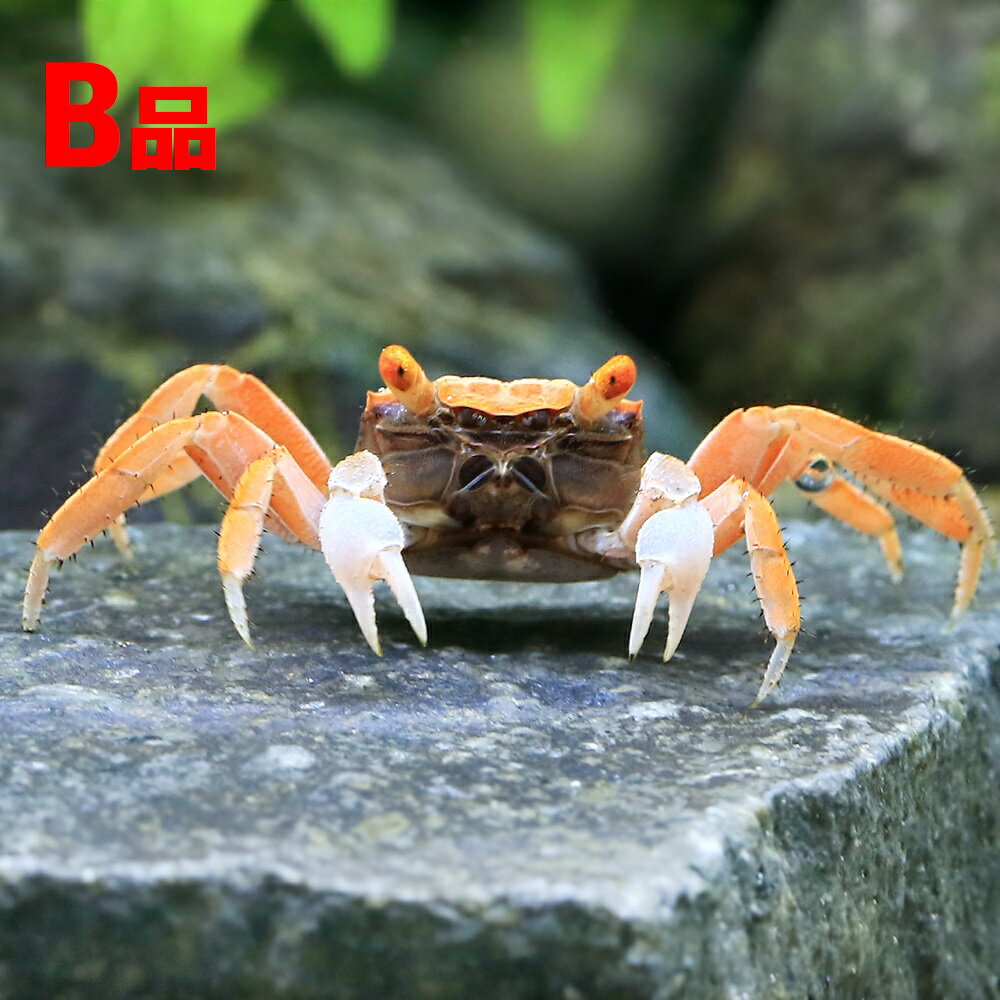 （エビ・カニ）レッドデビル・クラブ　フルカラー（3匹）　北海道・九州航空便要保温