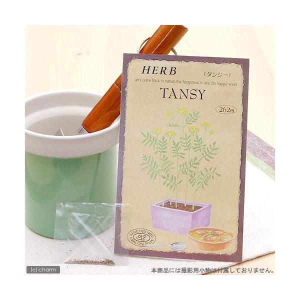 ハーブ　HERB　（タンジー）　品番：837　家庭菜園【HLS_DU】　関東当日便