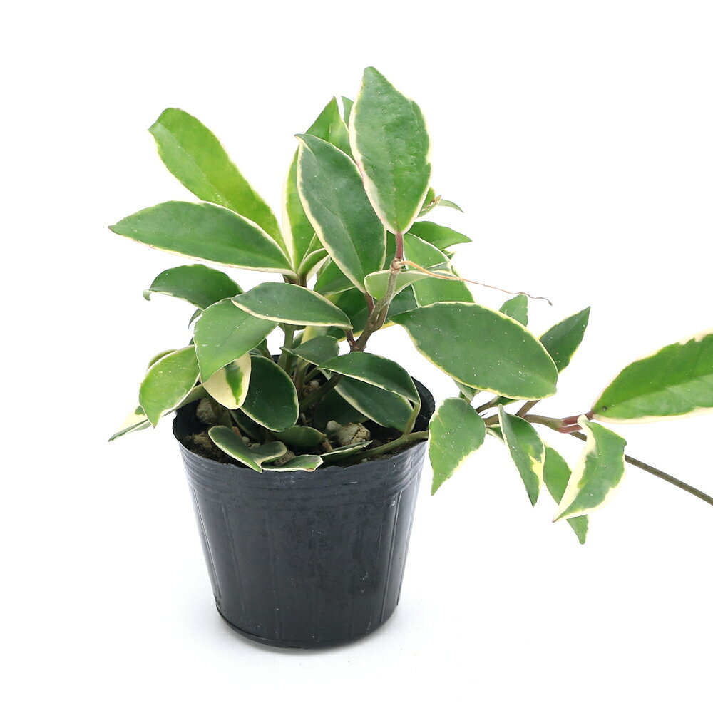 楽天市場】ホヤ カルノーサ(観葉植物|花・観葉植物):花 楽天市場】ホヤ カルノーサ(観葉植物|花・観葉植物):花