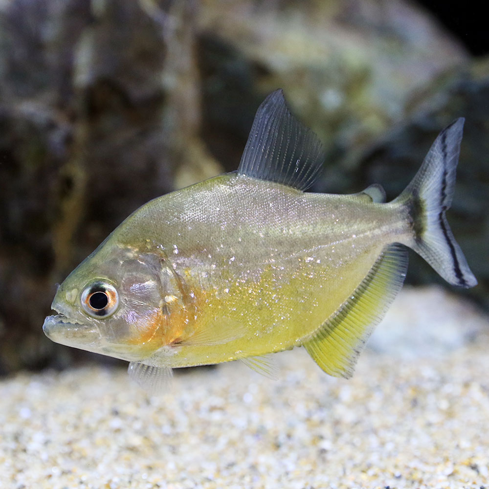 （熱帯魚）一点物　ルビーレッド・ピラニア　トカンチンス（ワイルド）（1匹）　北海道・九州航空便要保温のサムネイル
