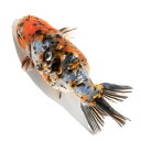 （国産金魚）一点物 江戸錦 弥富 加藤氏作 13cm±（1匹）