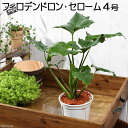 （観葉植物）フィロデンドロン　セローム　3．5～4号