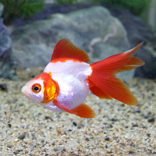 （国産金魚）飯田琉金　更紗（1匹）