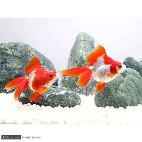 （国産金魚）飯田琉金　更紗（1匹）