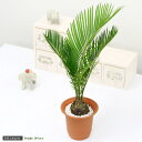 (観葉植物)サイカス ソテツ(蘇鉄) 4号(1鉢)