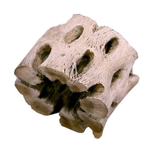 サボテンの骨 スライス状 特大（直径7.5×高さ5cm）（1個）