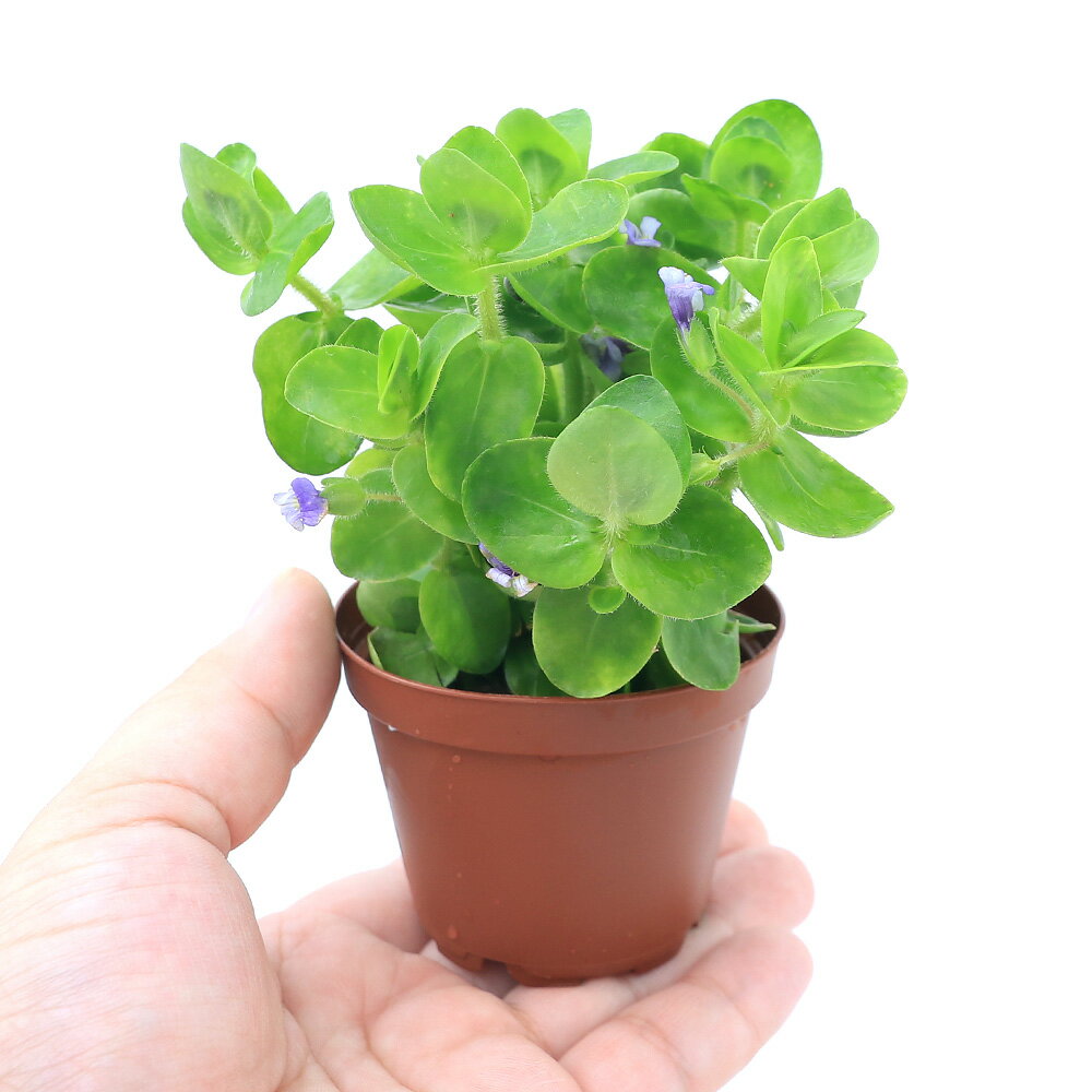 �ʿ���˥��������Х��ѡʿ���ա�ȭ������̵�����ˡ�1ȭ��