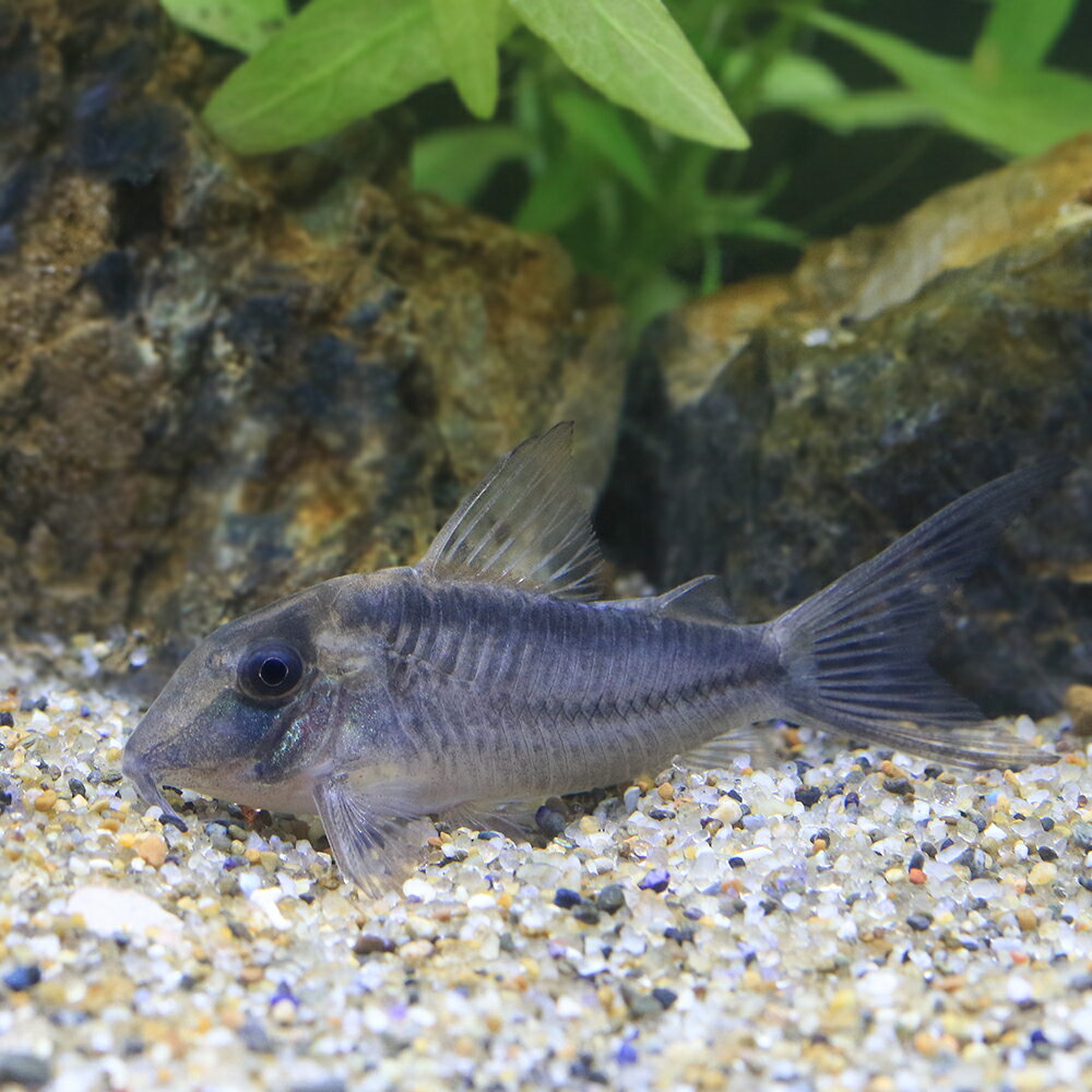 （熱帯魚）コリドラス・ナルキッスス（ブリード）（1匹）　沖縄別途送料