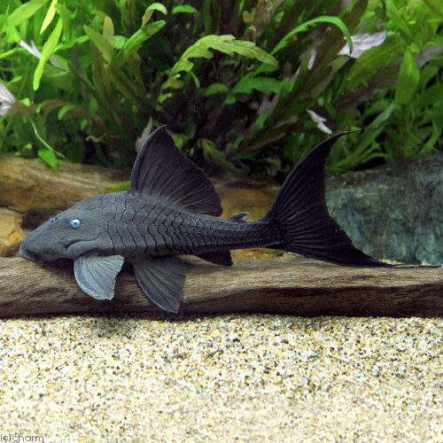 （熱帯魚）ブルーアイ・プレコ　約11〜14cm（ワイルド）（1匹）　北海道・九州航空便要保温