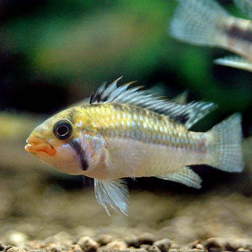 （熱帯魚）アピストグラマ・ノーベルティ（ワイルド）（1ペア）　北海道・九州航空便要保温