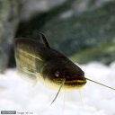 (淡水魚)ナマズ Sサイズ(1匹)