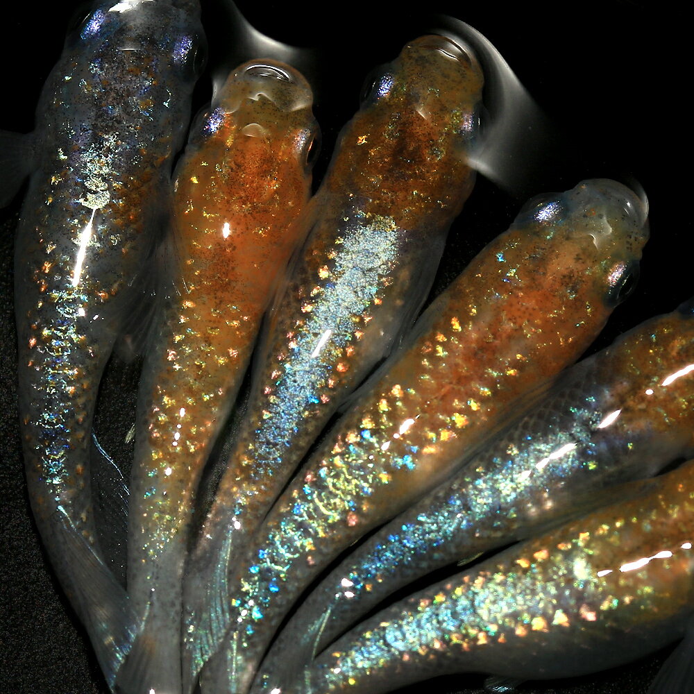 （めだか）月彗華メダカ　上州めだか直系（10匹）