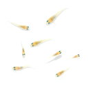 (めだか)無選別 黄桜メダカ 稚魚(5匹)