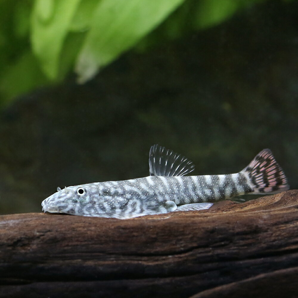 (熱帯魚)レッドフィンゼブラヒルストリームロー...の紹介画像2