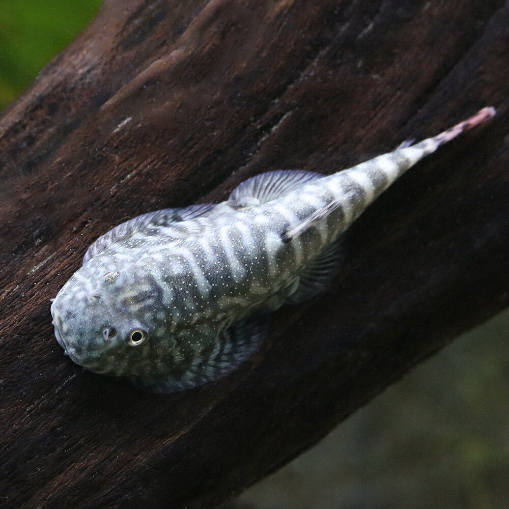 (熱帯魚)レッドフィンゼブラヒルストリームロー...の紹介画像3