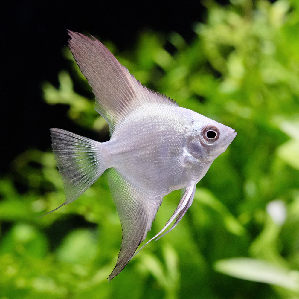 （熱帯魚）ブルガリアンシールポイント　エンゼルフィッシュ（国産ブリード）（3匹）　北海道・九州航空便要保温