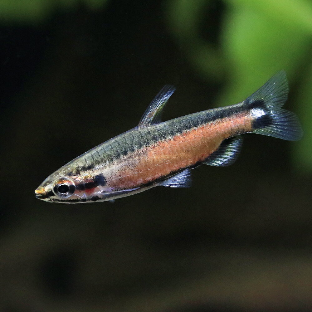 （熱帯魚）クリムゾンブラック・ペンシル（ワイルド）（1匹）　北海道・九州航空便要保温