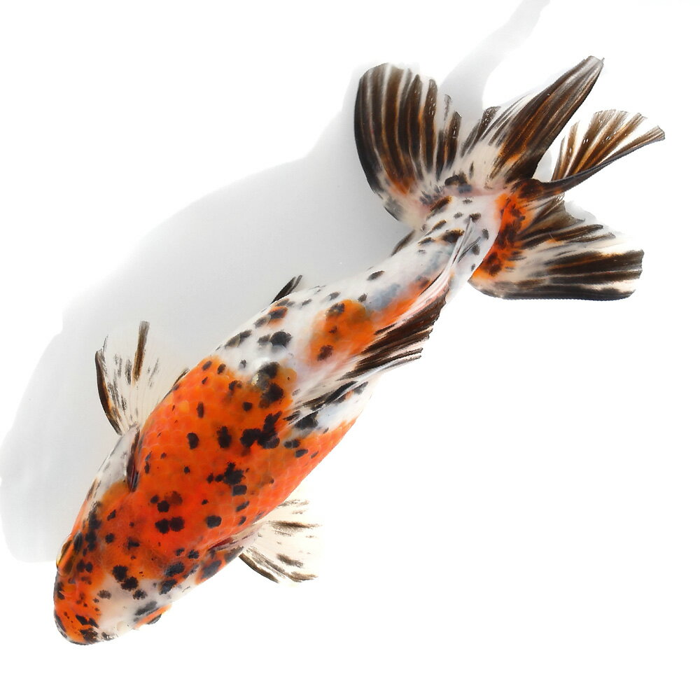 （国産金魚）一点物　キャリコ和金　15cm±（1匹）