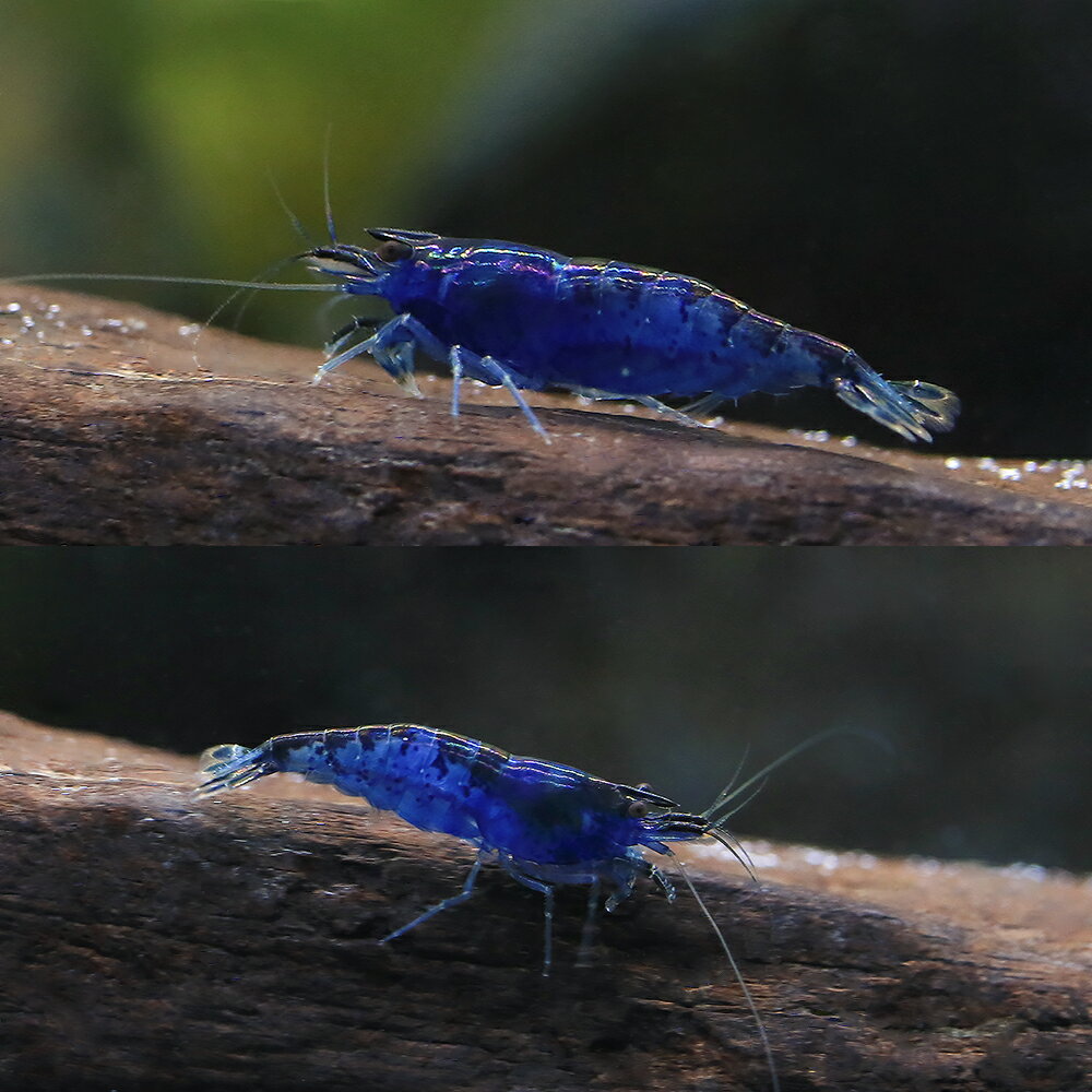 �ʥ��ӡ˥֥롼���֥饷����ס�1ɤ�ˡ��̳�ƻ���彣�Ҷ������ݲ�