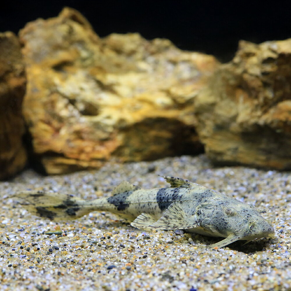 （熱帯魚）バガリウス・バガリウス（ワイルド）（1匹）　北海道・九州航空便要保温