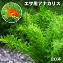 （水草）メダカ 金魚藻 エサ用アナカリス（20本）