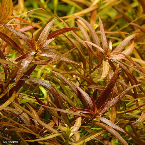 横に這って成長する性質の強いニードルリーフ似のルドウィジアです。黄色が強い草体ですが、環境によって赤みが入ります。黄緑〜赤色のグラデーションが美しい種類です！ルドウィジア　ブレビペス（5本）販売名ルドウィジア　ブレビペス別名南米ニードルリーフ学名（※）Ludwigia　brevipesLudwigia［人名］、brevipes[短い柄]（※）…改良品種や学名が不明の種は流通名での記載の場合があります。分類アカバナ科（Onagraceae）チョウジタデ属（Ludwigia）分布南米どんな種類？育成難易度　→　★★☆☆☆アカバナ科（Onagraceae）の植物。ニードルリーフに似た草姿を持ち、横に這いながら生長するルドウィジアの仲間です。育成環境により黄緑〜赤色に色彩が変化します。斜めに広がりながら増えていき、群生させると非常に見ごたえがあります。ブレビペスの方が葉幅がありより葉が大型で、ニードルリーフが調子が良いときの鞭のような弧の描きの強さはブレビペスには出ません。比較的育成は簡単で、育成にも癖がなくレイアウトなどにも使いやすい水草といえます。トリミングなどにも強く、整った草姿からレイアウト向きの水草です。水質にはうるさくなく、中性〜弱酸性であれば問題なく育ちますが、ソイル系などの底砂を使用したほうがよいでしょう。育成要件＆データ光量　　　　　→　60cm20W3灯以上CO2　　　　 →　1滴／3秒（60cm標準水槽相当）pH　　　　　　→　5〜7GH　　　　 　 →　0〜6kH　　　　　　→　0〜6温度　　　　　→　20〜28度底砂　　　　　→　ソイル推奨水槽　　→　30cm〜　植栽位置　　→　前□■■■□後草姿　　　　　→　有茎草最大草姿　　→　葉幅1．5cm生長速度　　→　遅め増殖方法　　→　差し戻し※…育成環境は一例です。必ずしもこの環境下であれば育つことを確約するものではございません。注意※表記サイズは1株（1本）でのおおよその目安です。育成環境や、成長の度合いにより最大サイズは異なります。※入荷状況等により、ポットなし1ポット分での発送となる場合がございます。PSBQ10　ピーエスビーキュート　淡水用　30mL5個セット　光合成細菌　バクテリア　熱帯魚（生餌）淡水用　微生物で水質向上セット　エサ用ゾウリムシミックス＋PSBQ10　本州四国限定Plants　Green　プランツグリーン　250ml　（水草の栄養液）（熱帯魚）オトシンクルス（3匹）　北海道・九州航空便要保温（エビ）ミナミヌマエビ（10匹）（＋1割おまけ）　北海道・九州航空便要保温（エビ・貝）カラーサザエ石巻貝（3匹）　北海道・九州航空便要保温Fe　Energy（エフイーエナジー）　400g　5mm　（水草の栄養素）日本動物薬品　ニチドウ　水草が育つCO2リキッド　2本入　（緑）アクロ　化学反応式CO2ジェネレーターセット　クエン酸重曹付属　水草育成 … 熱帯魚　Ludwigia　水草　中景草　赤い　all_plants　水草赤い　wp_kywrd　ブレビペスはこちら　ck95zl8w水草　plantss0901　festenmayapdXmzkusa　p5mizbrk2305・（水草）ルドウィジア　ブレビペス（無農薬）（1本） 構成する商品内容は在庫状況により予告無く変更になる場合がございます。予めご了承下さい。■この商品をお買い上げのお客様は、下記商品もお買い上げです。※この商品には付属しません。■PSBQ10　ピーエスビーキュート　淡水用　30mL5個セット　光合成細菌　バクテリア　熱帯魚（生餌）淡水用　微生物で水質向上セット　エサ用ゾウリムシミックス＋PSBQ10　本州四国限定Plants　Green　プランツグリーン　250ml　（水草の栄養液）（熱帯魚）オトシンクルス（3匹）　北海道・九州航空便要保温（エビ）ミナミヌマエビ（10匹）（＋1割おまけ）　北海道・九州航空便要保温（エビ・貝）カラーサザエ石巻貝（3匹）　北海道・九州航空便要保温Fe　Energy（エフイーエナジー）　400g　5mm　（水草の栄養素）日本動物薬品　ニチドウ　水草が育つCO2リキッド　2本入　（緑）アクロ　化学反応式CO2ジェネレーターセット　クエン酸重曹付属　水草育成