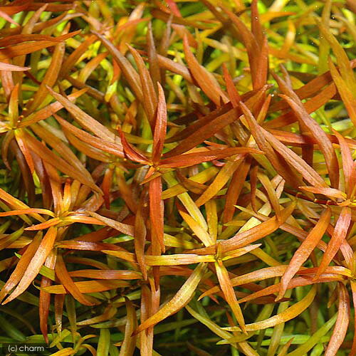 �ʿ���˥�ɥ����������֥�ӥڥ��ʿ����աˡ�̵�����ˡ�20�ܡ�